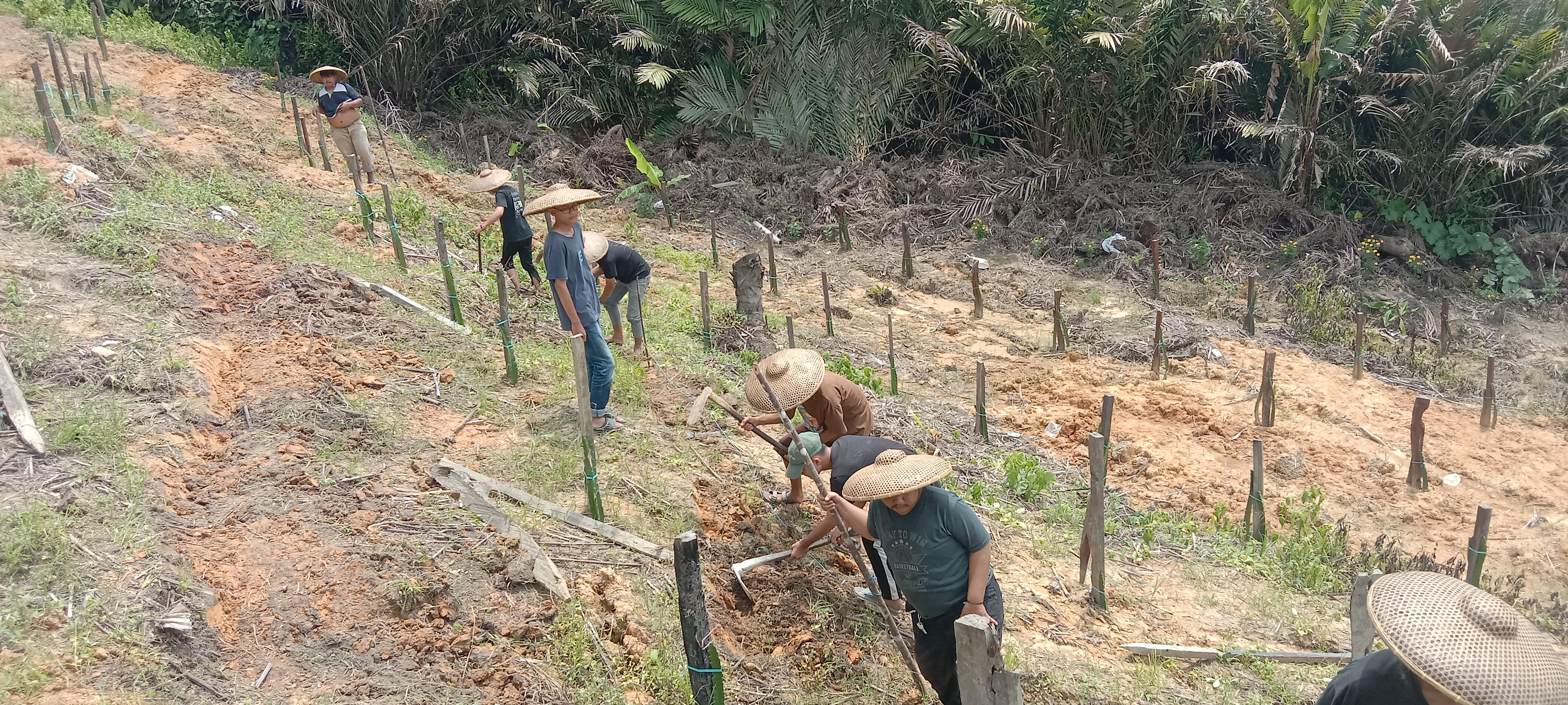 Perawatan Tanaman Cabe Rawit